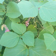Pueraria montana