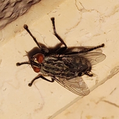 Brachycera