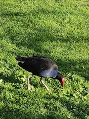 Porphyrio melanotus melanotus