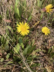 Gerbera galpinii