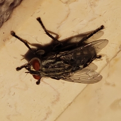 Brachycera