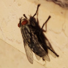 Brachycera
