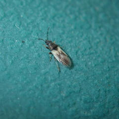 Metopoplax ditomoides