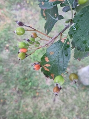 Scandosorbus intermedia