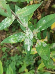 Golovinomyces magnicellulatus