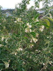 Chamaecytisus prolifer