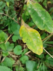 Golovinomyces magnicellulatus