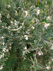 Chamaecytisus prolifer