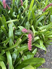 Aechmea gamosepala