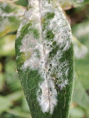 Golovinomyces magnicellulatus