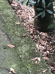 Diploderma swinhonis