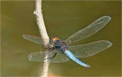 Crocothemis nigrifrons
