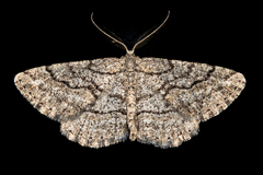 Zermizinga indocilisaria