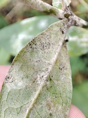 Golovinomyces magnicellulatus