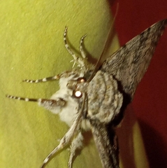 Catocala fraxini