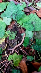 Anguis fragilis