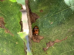 Harmonia axyridis