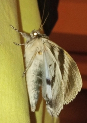 Catocala fraxini