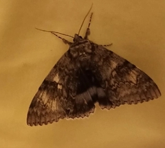 Catocala fraxini