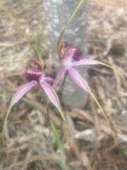 Caladenia lorea