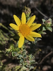 Oedera imbricata