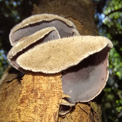 Auricularia cornea