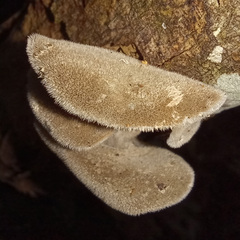 Auricularia cornea