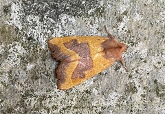 Atethmia centrago