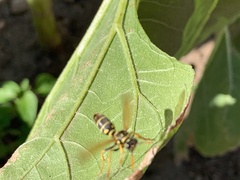 Polistes dominula