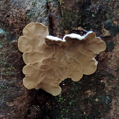 Auricularia mesenterica