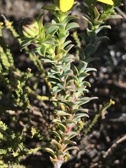 Oedera imbricata