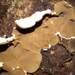 Auricularia mesenterica