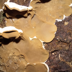 Auricularia mesenterica
