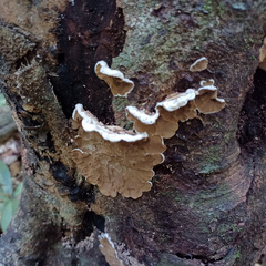 Auricularia mesenterica