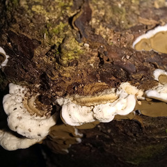 Auricularia mesenterica