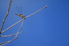 Urothemis signata
