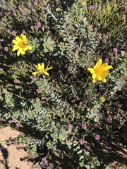 Oedera imbricata