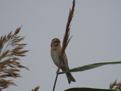 Emberiza schoeniclus