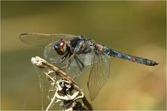 Crocothemis nigrifrons