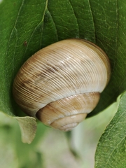 Caucasotachea vindobonensis