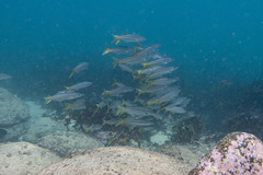 Dinolestes lewini