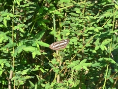 Limenitidinae