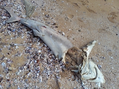 Carcharhinus brachyurus