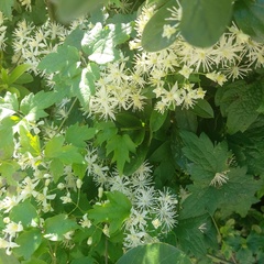 Clematis apiifolia