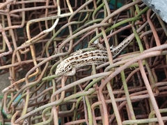 Lacerta agilis