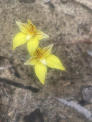 Caladenia flava