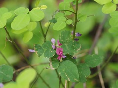 Lespedeza bicolor