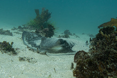 Myliobatis tenuicaudatus