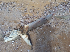 Carcharhinus brachyurus