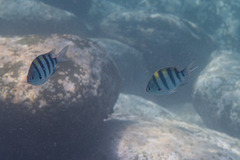 Abudefduf vaigiensis